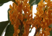 金桂树多少钱一棵 附栽培技术