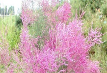 红花柽柳是常绿还是落叶植物 附怪柳的生长习性