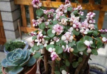 金枝玉叶适合放哪里