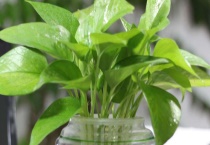 水培变土培的多久？