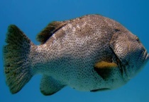 钓石斑鱼的最佳时间 附饵料选用