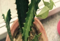 三棱的龙骨开花吗？