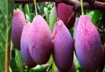 西梅结果需要几年 附种植多久？