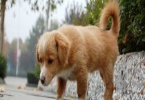 狗近亲繁殖有什么后果 狗不能吃什么水果