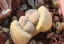 屁股花长高了怎么办？