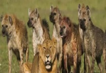 鬣狗属于哪科动物 附其形态特征