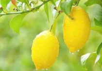 用柠檬籽种几年能结果