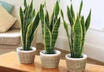 虎尾兰开花吗？