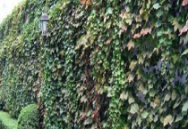 美国地锦和爬山虎区别？