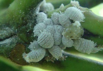 蚧壳虫怎么一次杀干净