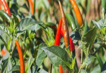 辣椒有哪些新品种 附辣椒常见品种