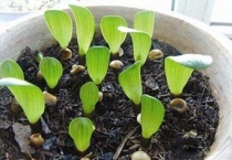 种子发芽后密密麻麻要分盆吗？