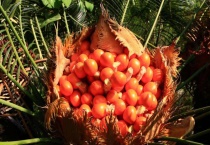 铁树果有毒吗？