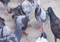 鸽瘟的表现症状及急救措施 双脚麻痹无法站立