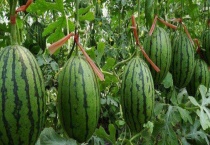 西瓜产地在什么地方 如何挑选