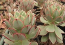 怎么让多肉植物的根粗壮