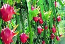 火龙果花和昙花有什么不同 快来看看吧