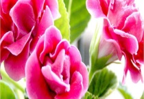 大岩桐小苗移栽