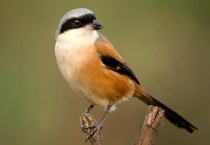 伯劳鸟认主人吗？