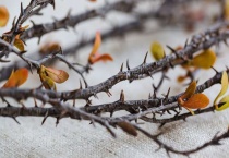 荆棘是什么植物