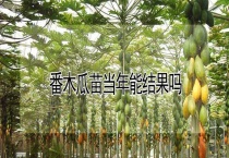 番木瓜苗当年能结果吗？