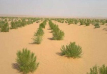 梭梭是什么植物