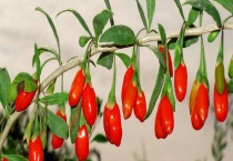 枸杞结果需要几年 怎样挑选枸杞