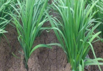 韭菜疫病特效药 韭菜疫病预防措施