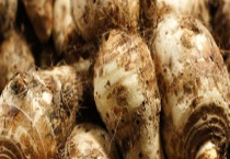 荔浦芋头一般何时成熟 附选购多久？