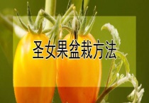 圣女果盆栽多久？