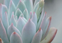 多肉的叶子发软发皱怎么办？