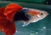 凤尾鱼的养殖多久？