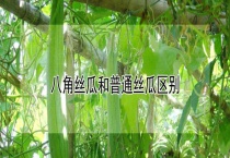 八角丝瓜和普通丝瓜区别？