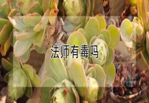 法师有毒吗？