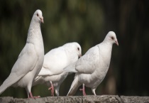 养鸽子的前景怎么样 养鸽子有哪些注意事项
