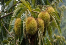 迁西板栗几月份成熟