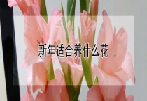 新年适合养什么花