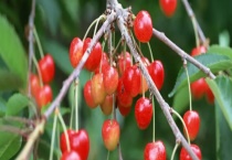 樱桃传播种子的方式 附樱桃的繁殖多久？