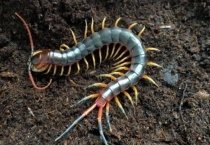 花盆土里有蜈蚣怎么办？