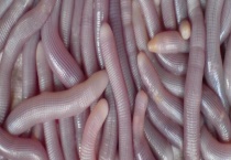 沙虫生吃可不可以 沙虫有什么营养价值