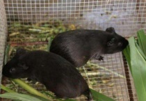 豚狸的养殖多久？