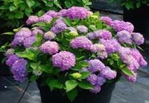 绣球叶片黄是缺什么？