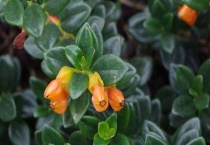 金鱼吊兰为什么掉花苞