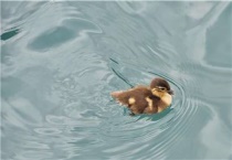 干鸭子养殖多久？