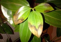 平安树叶子尖发黑干枯的原因？