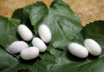 自己养的蚕茧怎么多久？