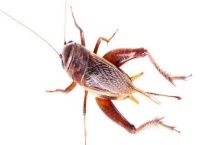 天牛和蟋蟀的区别？ 天牛和蟋蟀都会危害植物