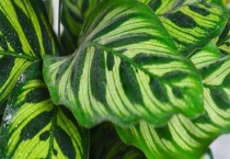 斑叶竹芋有毒吗？