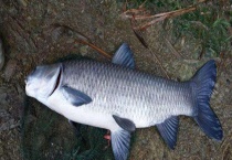 青鱼多少钱一斤 如何选购