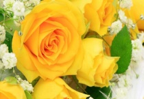 分手送什么花好